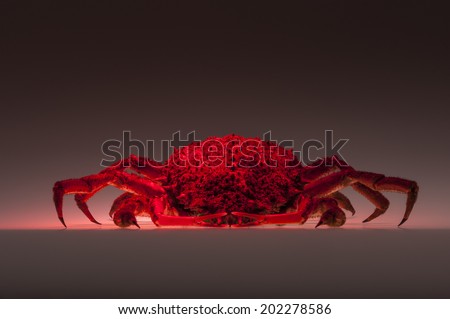One scary red crustacean open claws front view. The European spider crab (Maja Squinado) is shooting in studio with mixed lights on grey background