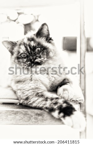 Closeup of a seal tortie point Birman female cat stretched out on a chair. Black and white fine art portrait of purebred cat. Nine months old