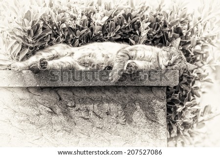 An adult tabby cat sleeping with sunbathing lengthened on a low wall. Black and white fine art portrait of domestic cat.
