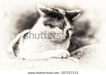 Closeup of cute cat asleep on a rock. Black and white fine art outdoors portrait of domestic cat.