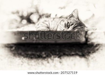 Closeup on the head and fore paw of an adult tabby cat sleeping lengthened on a low wall. Black and white fine art portrait of domestic cat.