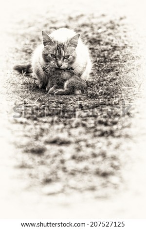 A tabby cat in the campaign with a young dead rabbit on its mouth. Black and white fine art outdoors portrait of domestic cat.