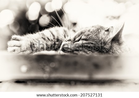 Closeup on the head and fore paw of an adult tabby cat sleeping lengthened on a low wall. Black and white fine art portrait of domestic cat.