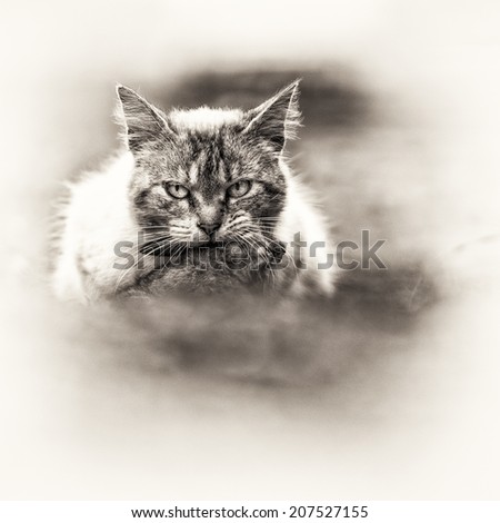 A tabby cat in the campaign with a young dead rabbit on its mouth. Black and white fine art outdoors portrait of domestic cat.