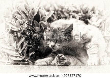 An adult tabby cat sunbathing curled up on a low wall. Black and white fine art portrait of domestic cat.