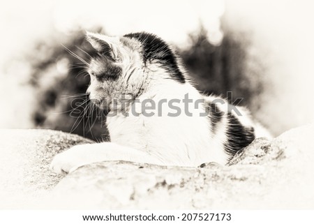 Closeup of cute cat prowling on a rock. Black and white fine art outdoors portrait of domestic cat.