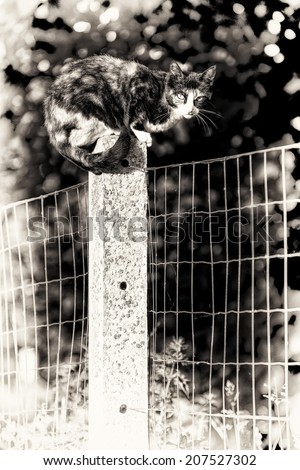 Black and white fine art portrait of domestic cat. Between two gardens an adult tortoise-shell female cat perched on a concrete post looking at camera.