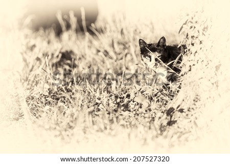 An adult tortoise-shell female cat looking at camera masked partially by a tree into the garden of the house. Black and white fine art portrait of domestic cat.
