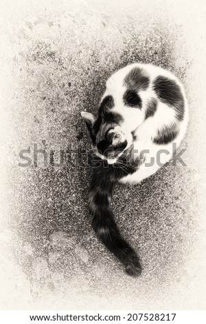 A cute hybrid cat grooming itself on a rock. Black and white fine art outdoors portrait of domestic cat.