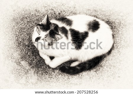Bird view of a cat lying down on a rock. Animal head up and starring at camera. Black and white fine art outdoors portrait of domestic cat.