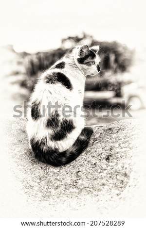 A sitting hybrid cat prowling on a hillock. Black and white fine art outdoors portrait of domestic cat.