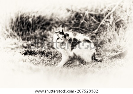 The cat is sitting and scratching itself fleas on looking at camera. Black and white fine art outdoors portrait of cute mixed-breed kitty.
