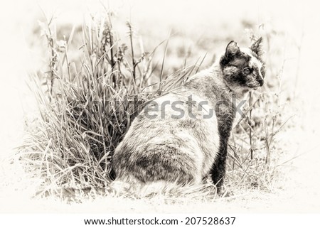One cat is sitting and staring at something right side. Black and white fine art outdoors portrait of cute tortie color point cat.