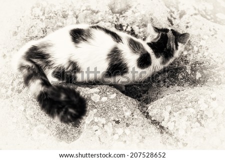 One cat on bird view is prowling on a rock with some mimicry. Black and white fine art outdoors portrait of domestic cat.