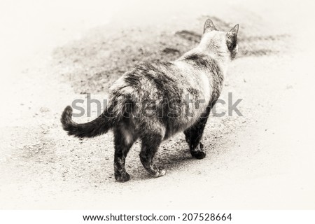Cat walking on the road. Black and white fine art outdoors portrait of cute tortie color point cat.