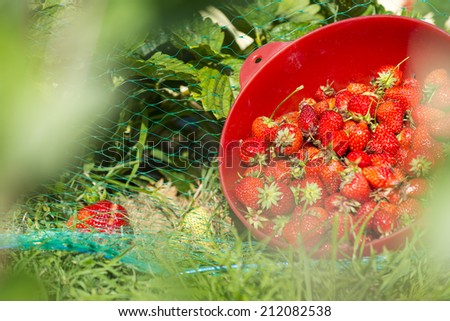Through blur lush foliage in the vegetable garden we can see a group of organic strawberry plants. A full colander of strawberries freshly harvesting. Grass and birds-netting. June in France.