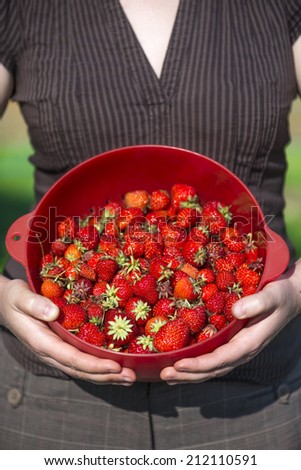 A standing young attractive women holding into hands a colander of organic strawberries put on the abdomen. A red full colander of various species strawberries freshly harvest in summer. Closeup.