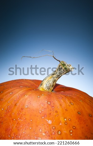 Macro of a spotted ripe orange pumpkin with copy space. Its stem is like a death tree shaped. Shooting studio on dark blue grey background. Contemporary and minimalist still life.