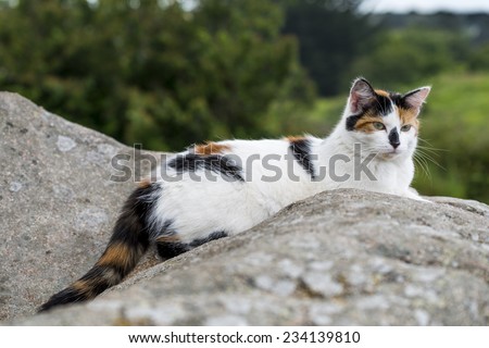 One cat lying and starring on a rock. Outdoors portrait of domestic cat. Color image