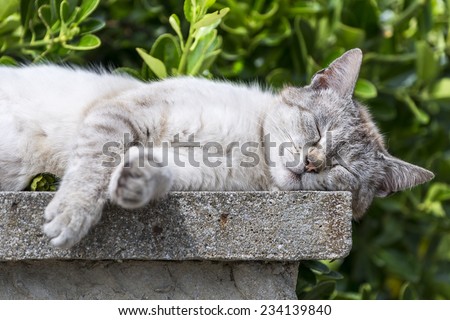 Closeup of an adult tabby cat sleeping with sunbathing lengthened on a low wall. Portrait of domestic cat. Color image