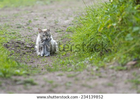 Tabby cat sitting with a young dead rabbit on its mouth. Outdoors portrait of domestic cat. Color image