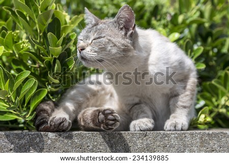 An adult tabby cat sunbathing curled up on a low wall. Portrait of domestic cat outdoors. Color image.