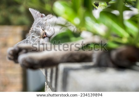 In background focus on the head of an adult tabby cat sleeping lengthened on a low wall. Portrait of domestic cat. Color image