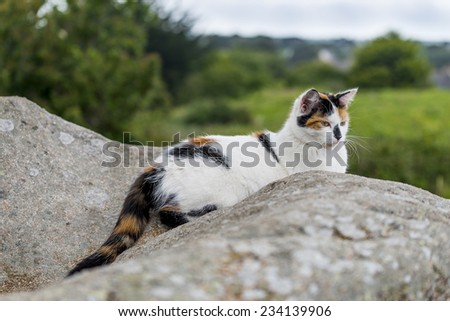 Outdoors portrait of domestic cat. Color image. One cat lying and starring on a rock.