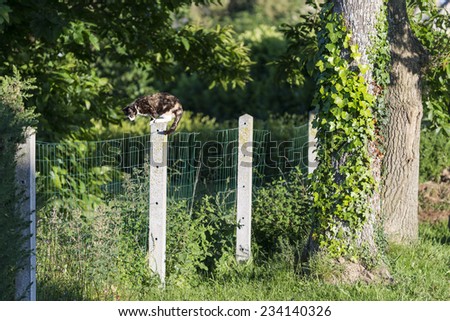 An adult female tortoise-shell cat perched on a concrete post. Between two gardens separated by a wire netting the cute cat is prowling. Portrait of domestic cat. Color image