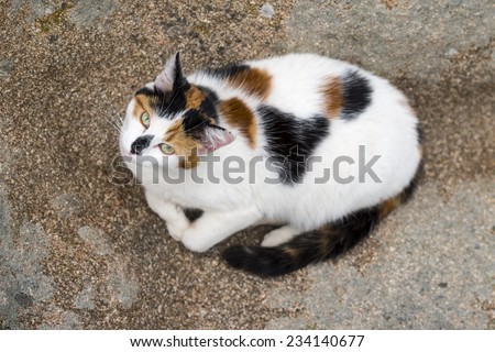 Bird view of a cat lying down on a rock. Animal head up and starring at camera. Outdoors portrait of domestic cat. Color image