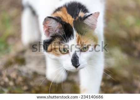 Closeup on head cat. This domestic animal walking slowly. Outdoors portrait of mixed-breed cat. Color image