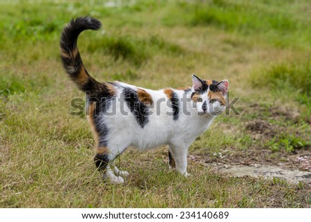 One cute mixed-breed cat standing on grass with its raised tail. Outdoors portrait of domestic cat in color image