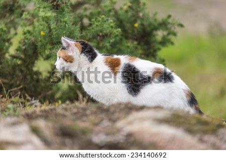 A cute domestic cat on the rock is staring at something right side. Outdoors portrait of mixed-breed cat. Color image