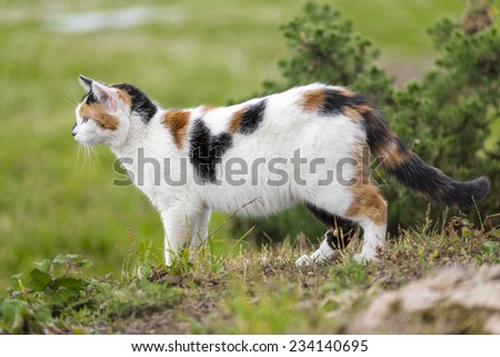 A cute domestic cat on the grass is staring at something right side. Outdoors portrait of mixed-breed cat. Color image