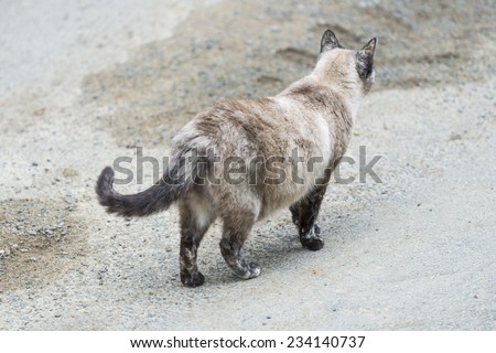 Cat walking on the road. Outdoors portrait of cute tortie color point cat. Color image