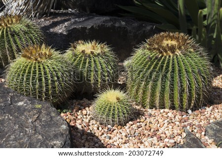 BRISBANE, AUSTRALIA - JUNE 2014 - Golden Barrel Cactus plant on June 2, 2014 in Brisbane, Australia. Golden Barrel Cactus (Echinocactus grusonii) is originally from Mexico.