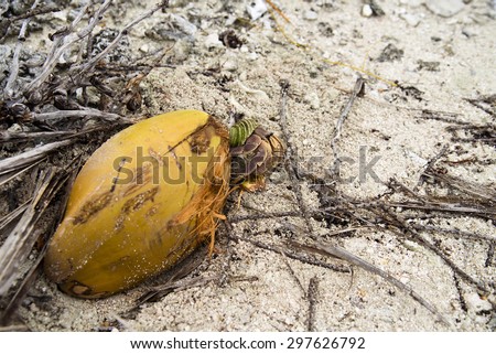 coconut crab eating coconut on the sandy beach of tropical Island Bora Bora, French Polynesia