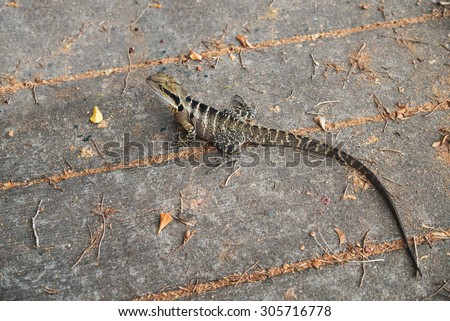 Eastern water dragon or Australian water dragon, Physignathus lesueurii, common lizard in Australia