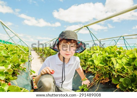 Young toddler boy in funny hat picking strawberries on strawberry field on asunny day with white clouds