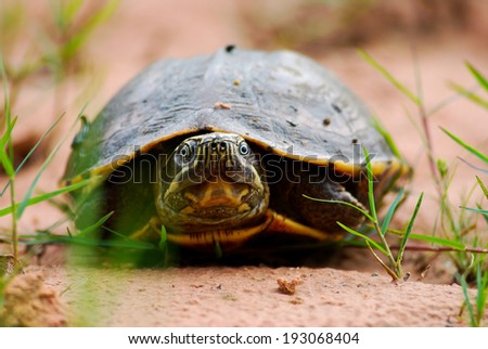 Malayan Snail-eating Turtle in Thailand