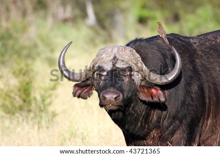 Buffalo Ox