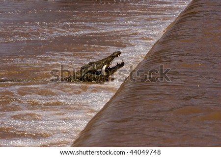 stock photo : Crocodile eating