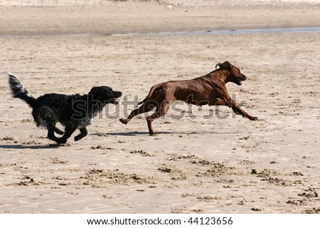 Rhodesian Ridgeback and black dog running on the beach