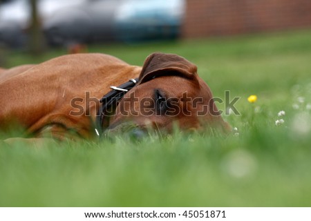 lazy dog lying down in grass