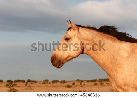 Beautiful Buckskin Horse