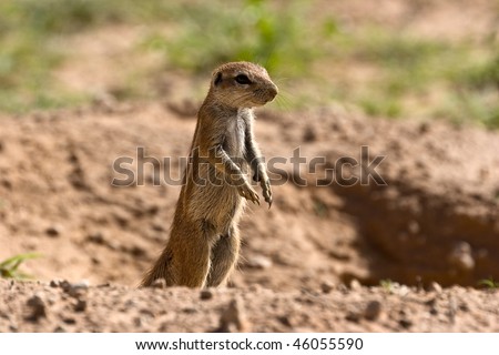 Squirrels Standing Up