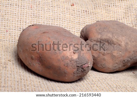 two large potatoes on the background of old sack