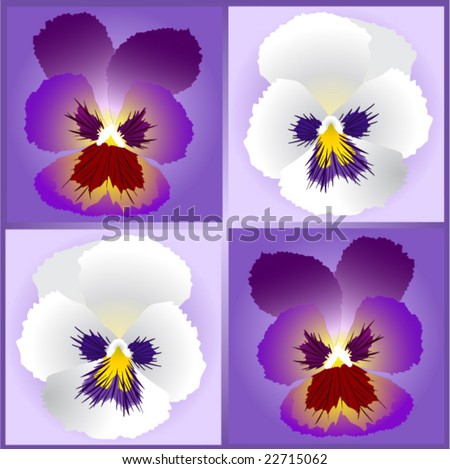 pansy flowers. art. background
