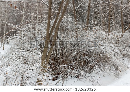 Bushes and trees in the snow. The first snow, the beginning of winter in the Moscow park Tsaritsyno