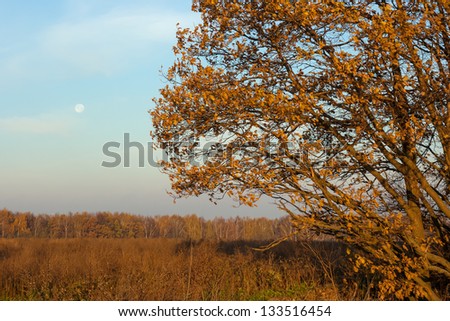 Autumn landscape in the early morning with autumn branches and moon